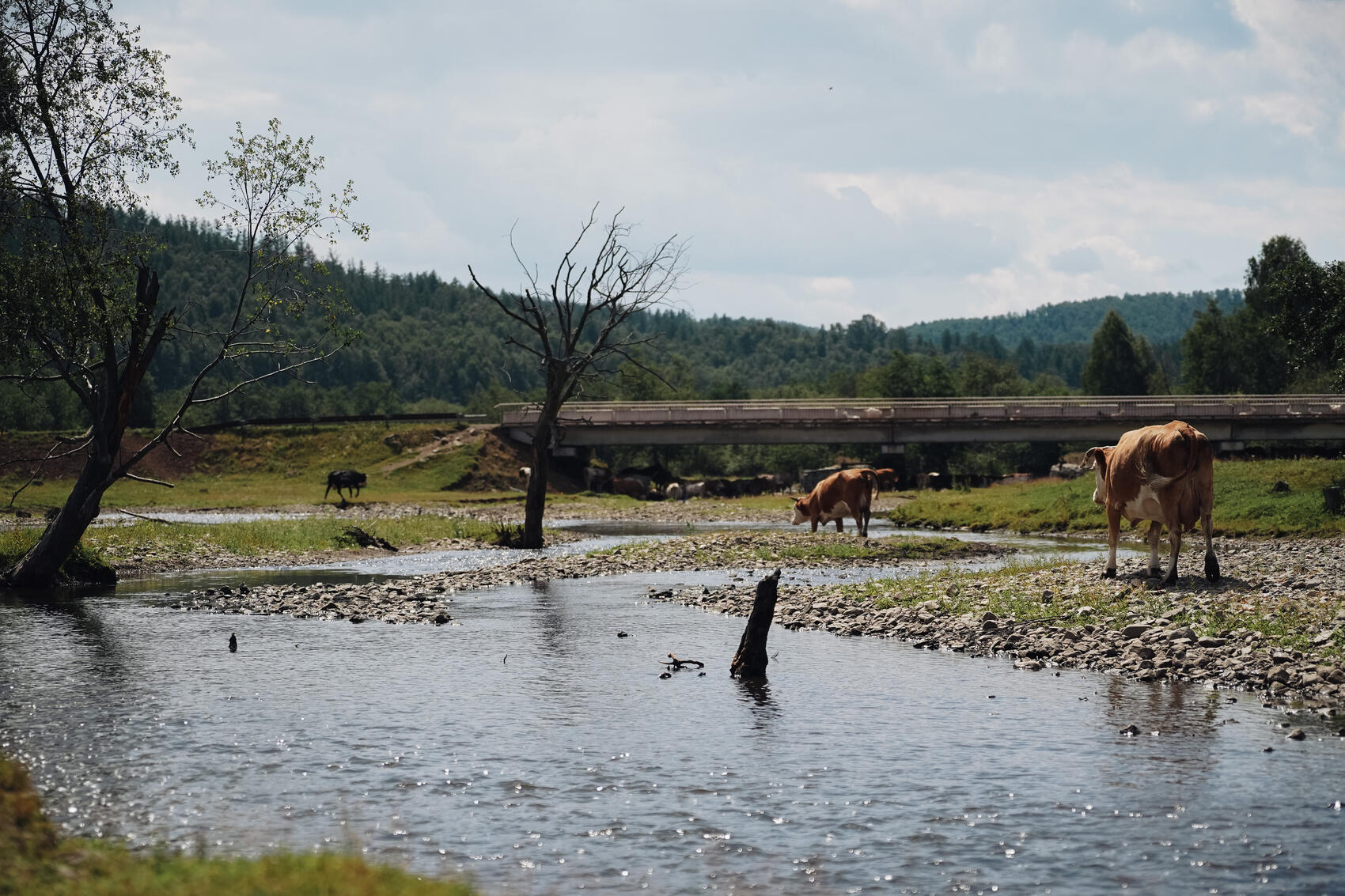 Скот на водопое на реке Большой Кизил в деревне Бурангулово