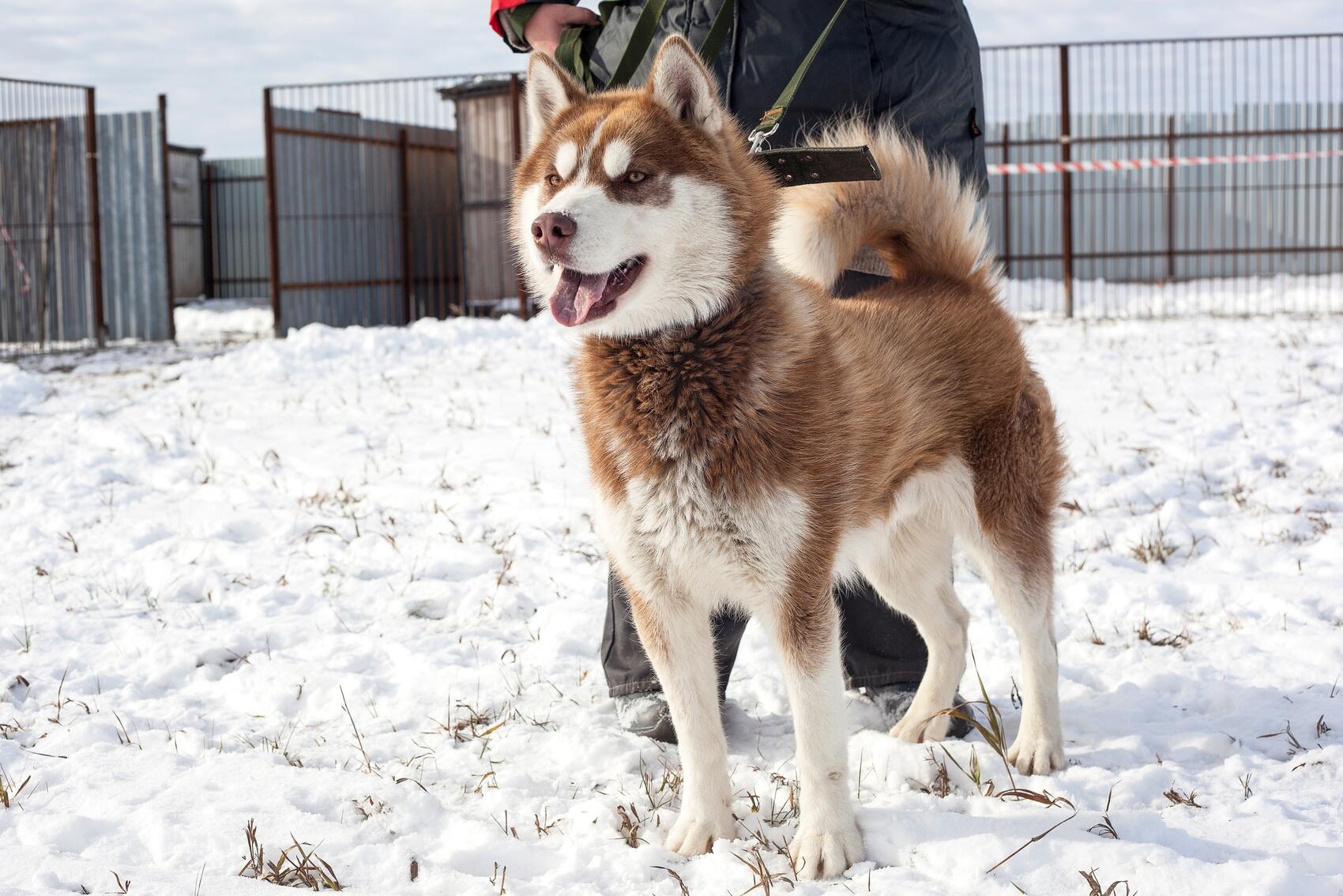 Фото: HuskyEbk / ВКонтакте