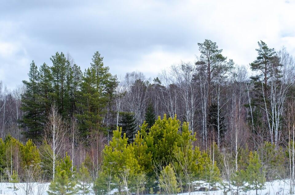 Лес, где будет полигон промышленных отходов