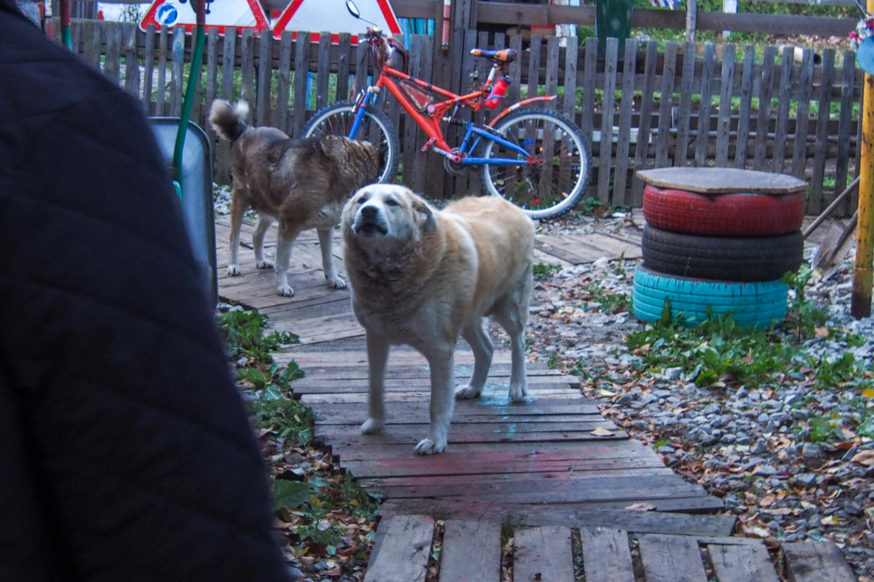 Собаки Спартака Наташа (темная) и Вовка (впереди)