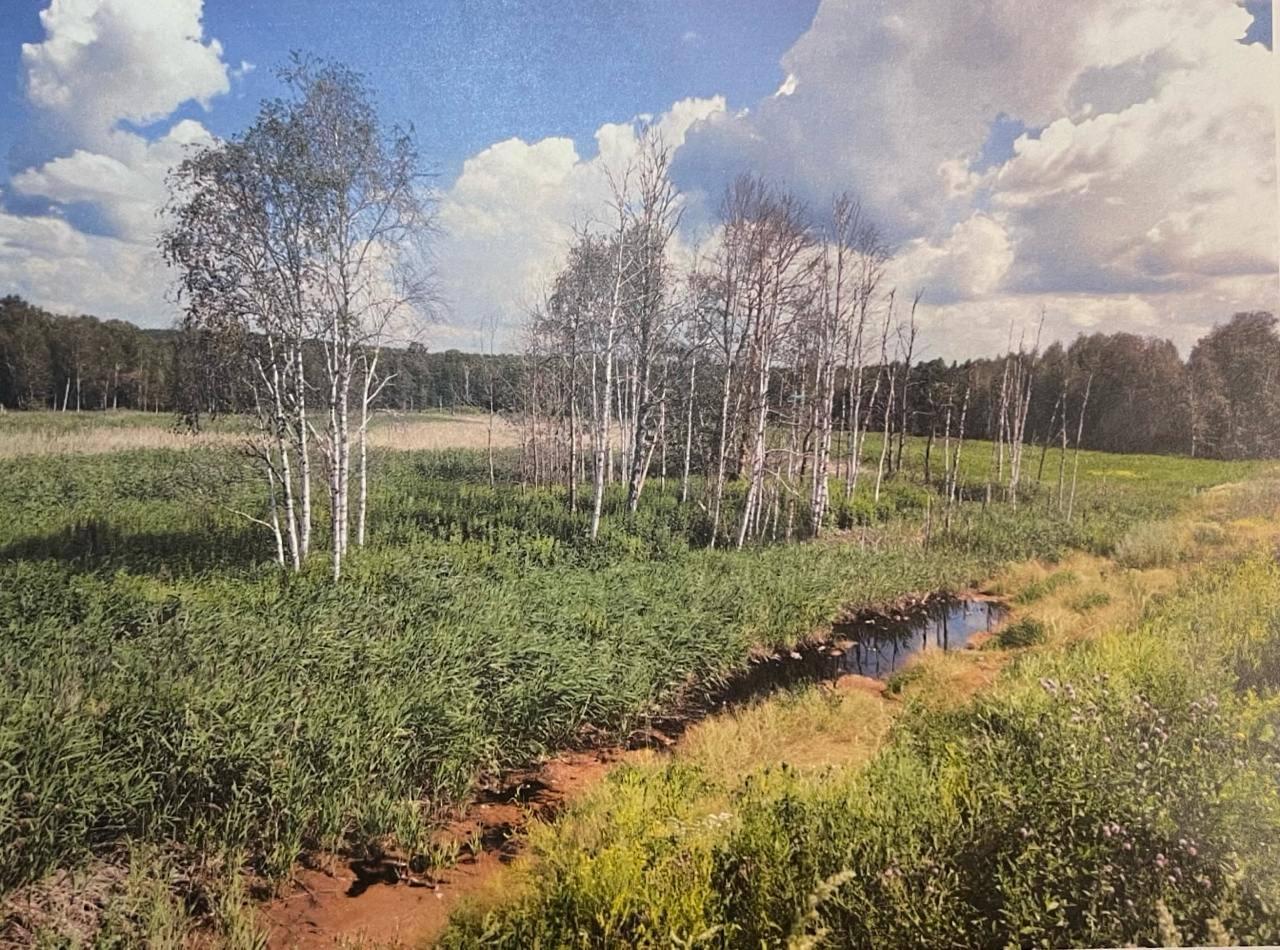 Фото: Место разлива в лесу недалеко от полигона. Предоставлено Александром Беляевым