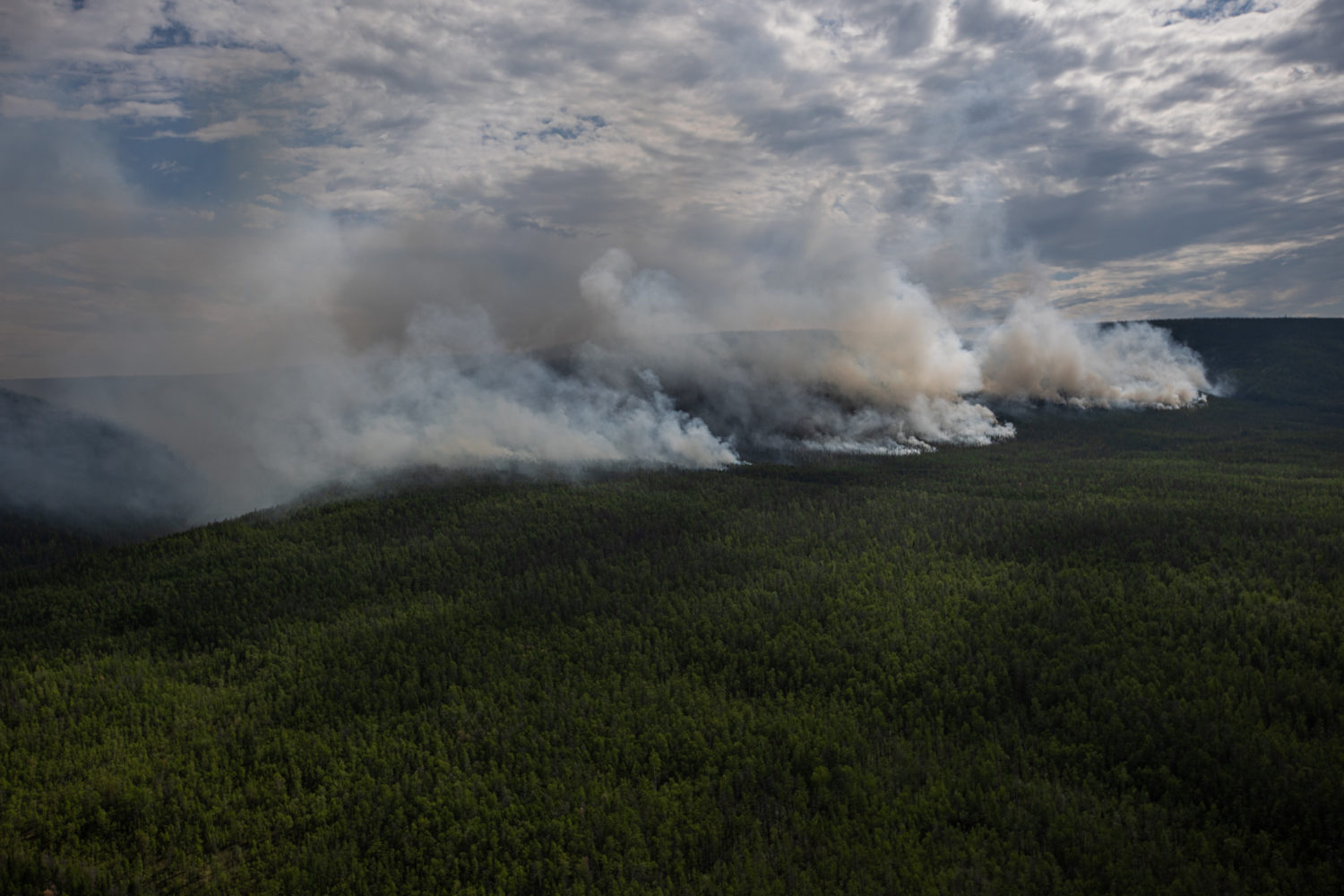 Фото: Юлия Петренко / «Люди Леса», «Гринпис»