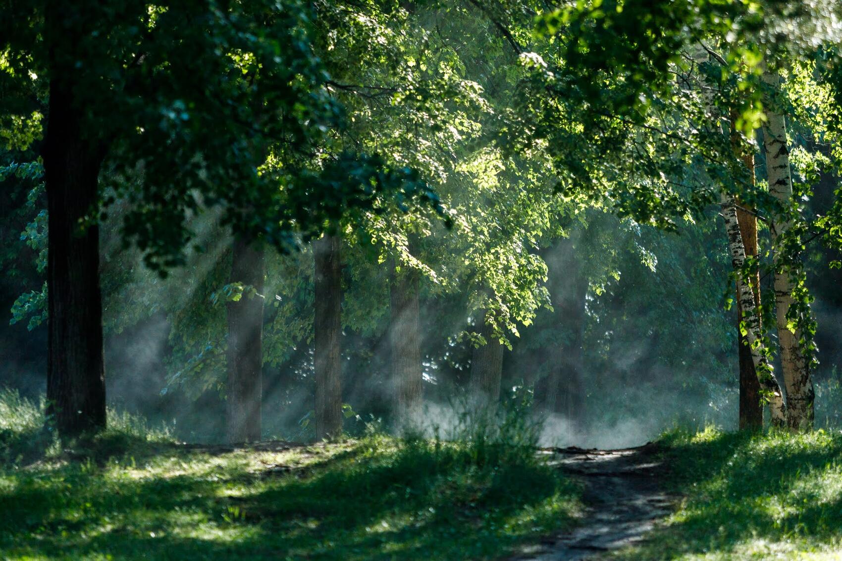 Шарташский лесопарк. Фото: Марина Молдавская / It’s My&nbsp;City