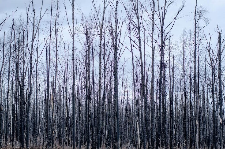 Сгоревший лес рядом с Первоуральском